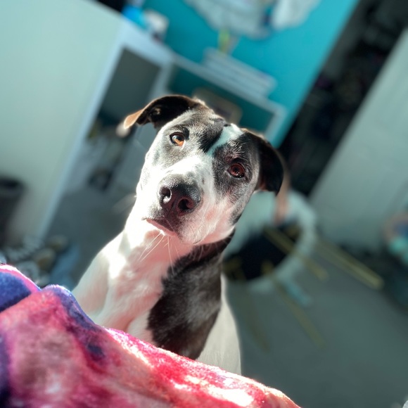 Meet your Posher, Payton - Picture 1 of 1